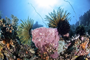 Crinoids cling to a large sponge on a healthy coral reef Crinoids cling to a large sponge on a healthy coral reef