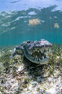 Animal Behavior In The Wild Prints: A crocodile defends its territory
