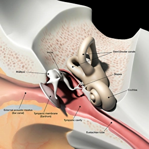 Human Ear Anatomy Prints: Cross section of the human ear, with labels