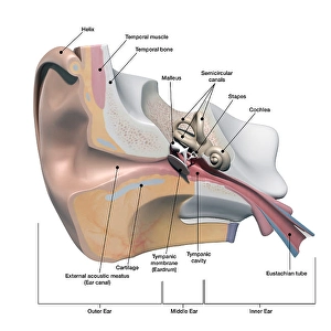 Human Ear Anatomy Prints: Cross section of the human ear, with labels