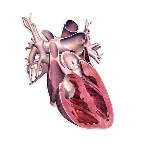 Cardiovascular System Illustration Prints: Cross section of human heart