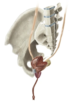 Cross section illustration of human pelvis anatomy and male bladder Cross section illustration of human pelvis anatomy and male bladder