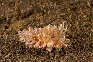 Gastropod Animal Pictures Prints: Cryptic nudibranch, Phyllodesmium crypticum