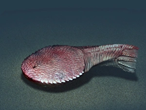 Ctenaspis is a jawless fish from the Early Devonian of Norway Ctenaspis is a jawless fish from the Early Devonian of Norway