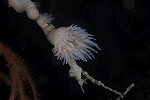 Cup coral polyps hang under a ledge on a reef in Fiji Cup coral polyps hang under a ledge on a reef in Fiji
