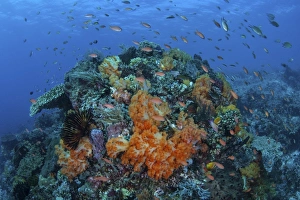 A current sweeps across a colorful coral reef in Indonesia A current sweeps across a colorful coral reef in Indonesia