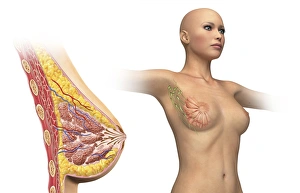 Cutaway view of female breast with woman figure showing lymphatic glands Cutaway view of female breast with woman figure showing lymphatic glands