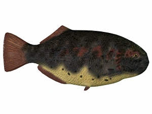 Dapedius, an extinct species of primitive ray-finned fish Dapedius, an extinct species of primitive ray-finned fish