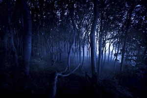 A dark, misty forest, Liselund Slotspark, Denmark A dark, misty forest, Liselund Slotspark, Denmark