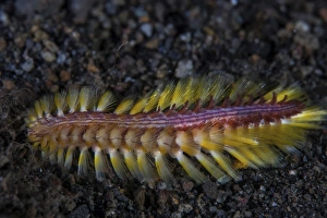 A darklined fireworm crawls across the black sand seafloor A darklined fireworm crawls across the black sand seafloor