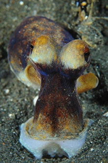 The day octopus on volcanic sand, Lembeh Strait, Indonesia The day octopus on volcanic sand, Lembeh Strait, Indonesia