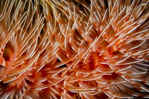 Polychaete Worms Prints: Detail of the delicate tentacles of a feather duster worm