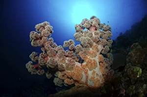 Dendronephthya soft coral, Acasta Reef, Indonesia Dendronephthya soft coral, Acasta Reef, Indonesia