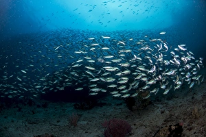 Dense school of silver and blue fusilier fish, West Papua, Indonesia Dense school of silver and blue fusilier fish, West Papua, Indonesia