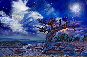 National Park Scenic Views Prints: Desert Landscape