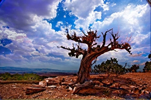 National Park Scenic Views Prints: Desert Landscape