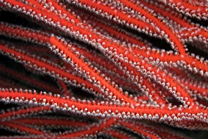 Detailed close-up view of soft coral polyps feeding, Fiji Detailed close-up view of soft coral polyps feeding, Fiji
