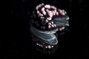 Detailed view of a beautiful nudibranch reflection captured on a mirror Detailed view of a beautiful nudibranch reflection captured on a mirror
