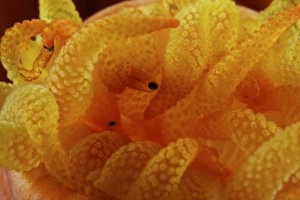 Detailed view of yellow tube coral (Tubastrea) polyps with parasites Detailed view of yellow tube coral (Tubastrea) polyps with parasites