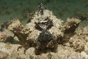 Devil scorpionfish, head on view on white sand Devil scorpionfish, head on view on white sand