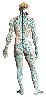 Diagram of human nervous system, posterior view Diagram of human nervous system, posterior view