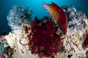 Dianas hogfish swimming between three crinoids, Indonesia Dianas hogfish swimming between three crinoids, Indonesia