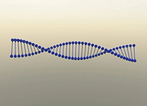 DNA Double Helix Prints: Digital image of DNA strand