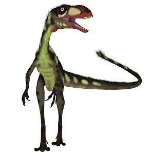 Bipedal Dinosaur Species Prints: Dilong dinosaur, front view