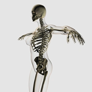 Three dimensional view of female skeletal system Three dimensional view of female skeletal system