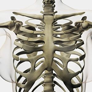 Three dimensional view of female sternum and rib cage Three dimensional view of female sternum and rib cage