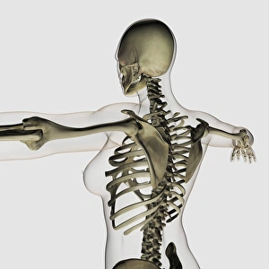 Three dimensional view of female upper back and skeletal system Three dimensional view of female upper back and skeletal system