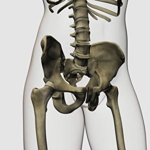 Three dimensional view of human pelvic bones Three dimensional view of human pelvic bones
