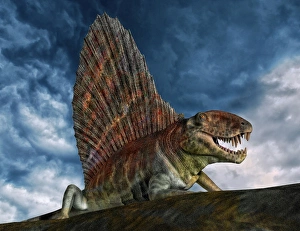 Dimetrodon was an extinct genus of synapsid from th Early Permian period Dimetrodon was an extinct genus of synapsid from th Early Permian period