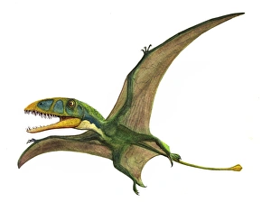 Dimorphodon macronyx, a prehistoric era pterosaur Dimorphodon macronyx, a prehistoric era pterosaur