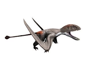 Dimorphodon macronyx Print on White Background