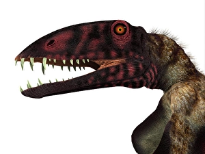 Prehistoric Reptile Prints: Dimorphodon reptile head