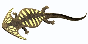 Diplocaulus amphibian from the prehistoric era Diplocaulus amphibian from the prehistoric era