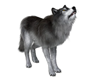 Grey Wolf Species Prints: Dire wolf howling
