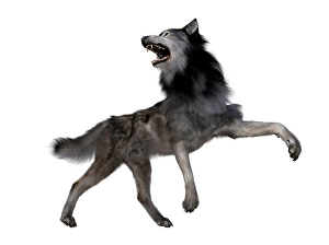 Grey Wolf Species Prints: Dire wolf howling, side view on white background