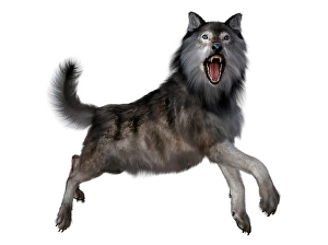Grey Wolf Species Prints: Dire wolf leaping, side view on white background