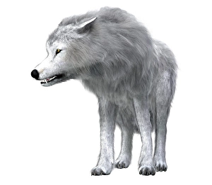 Grey Wolf Species Prints: Dire wolf pack leader