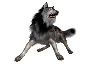Grey Wolf Species Prints: Dire wolf, front view on white background
