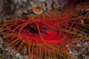A disco clam on a reef near the island of Sulawesi, Indonesia A disco clam on a reef near the island of Sulawesi, Indonesia