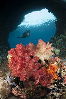 A diver approaches soft corals, Raja Ampat, West Papua, Indonesia A diver approaches soft corals, Raja Ampat, West Papua, Indonesia