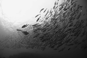 Diver approaching a large school of bigeye trevally, Papua New Guinea Diver approaching a large school of bigeye trevally, Papua New Guinea