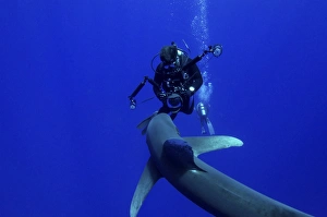 A diver has a close encounter with an oceanic whitetip shark A diver has a close encounter with an oceanic whitetip shark