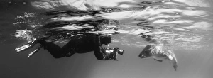 Diver comes face to face with a leopard seal, Astrolabe Island, Antarctica Diver comes face to face with a leopard seal, Astrolabe Island, Antarctica