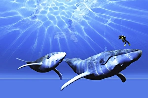 A diver encounters two humpback whales in the ocean A diver encounters two humpback whales in the ocean