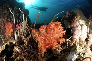 Diver explores a coral reef in Cenderawasih Bay, West Papua, Indonesia Diver explores a coral reef in Cenderawasih Bay, West Papua, Indonesia