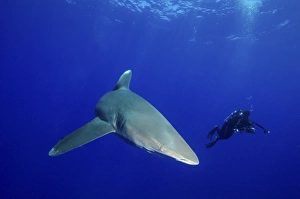 A diver follows an oceanic whitetip shark in the Bahamas A diver follows an oceanic whitetip shark in the Bahamas